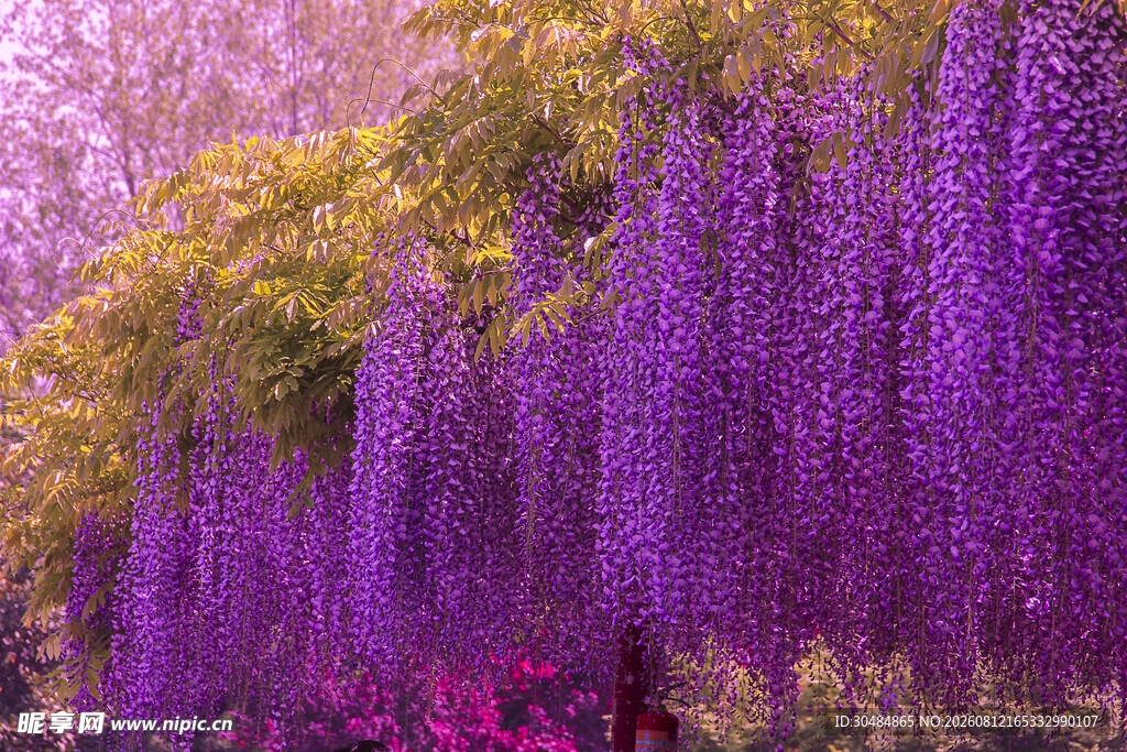 梦幻紫藤花海美景