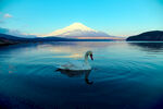 湖畔天鹅与远处富士山美景