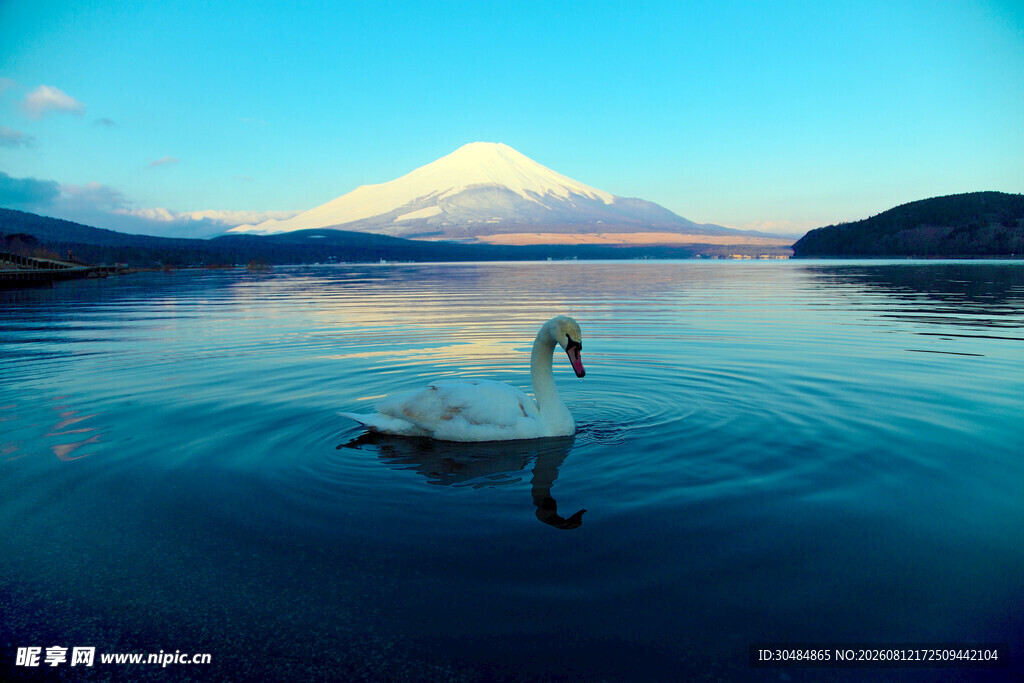 湖畔天鹅与远处富士山美景