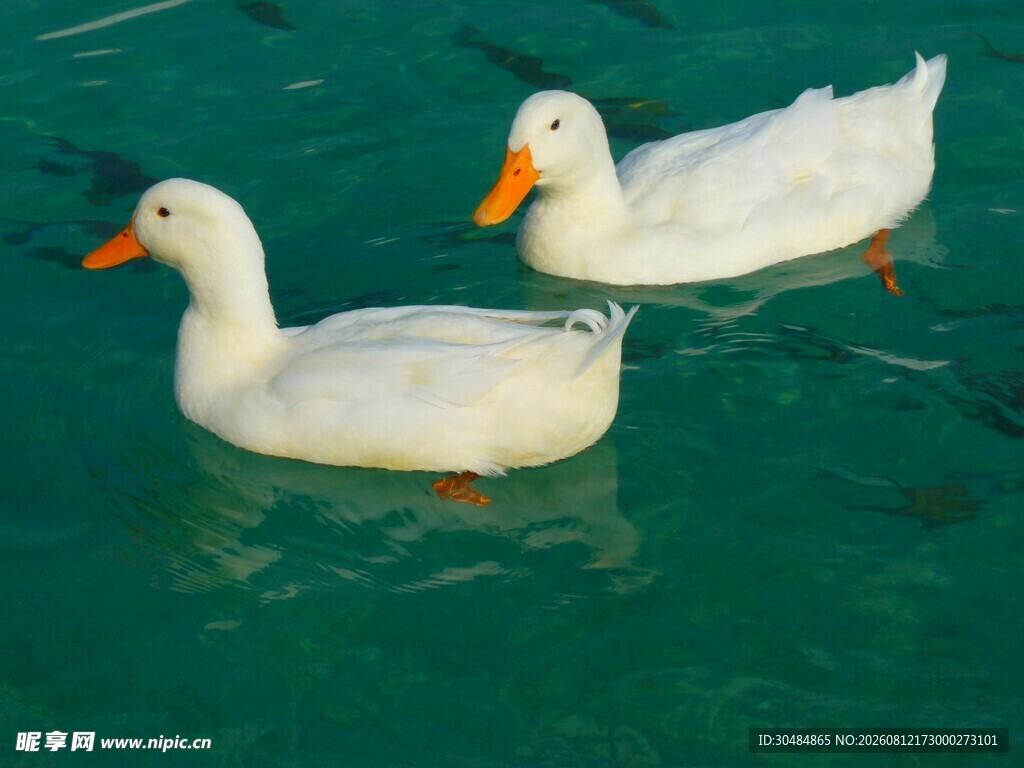 水中游弋的两只白鸭子