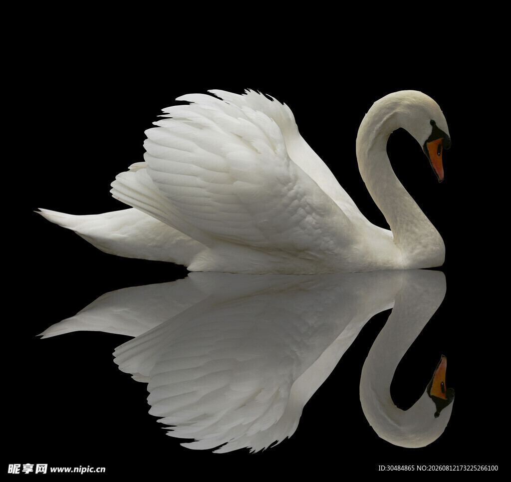 优雅天鹅于水面的美丽倒影