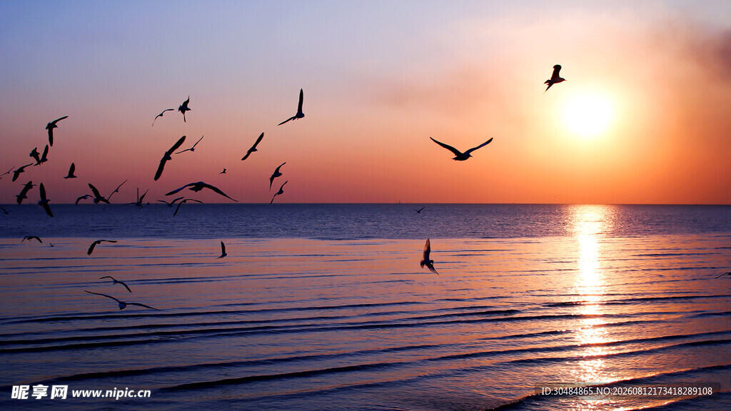 夕阳下群鸟翱翔于海面