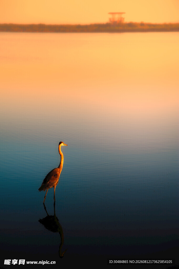 夕阳下独站水中的鹭鸟