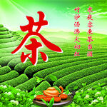 茶园风光 茶文化灯箱