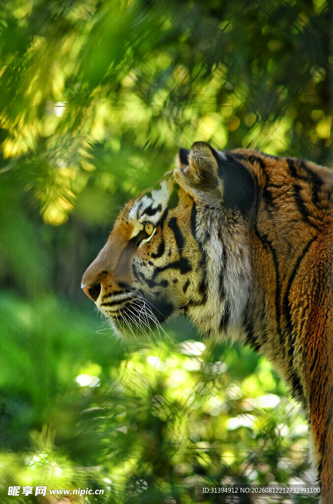 丛林中的斑斓猛虎