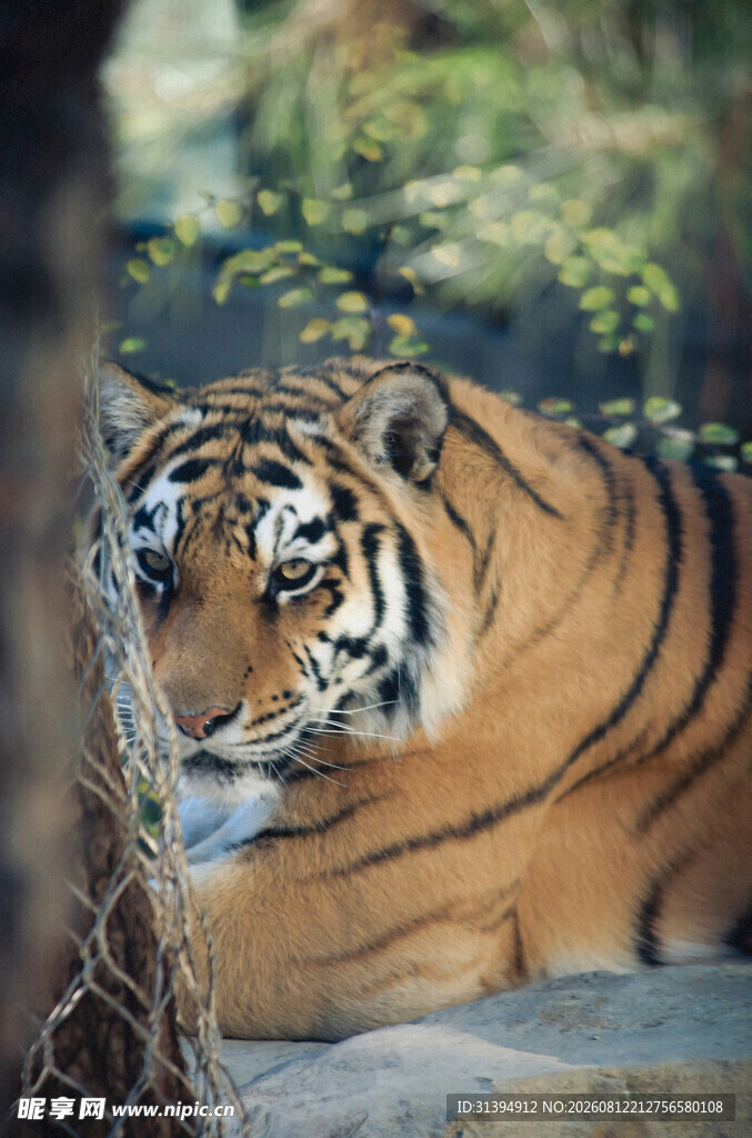卧于石上的威武斑斓猛虎