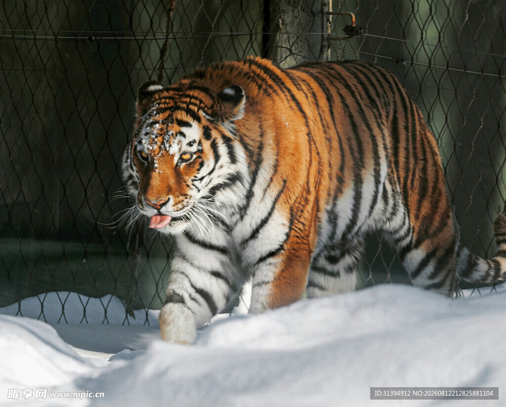 雪地中的斑斓猛虎