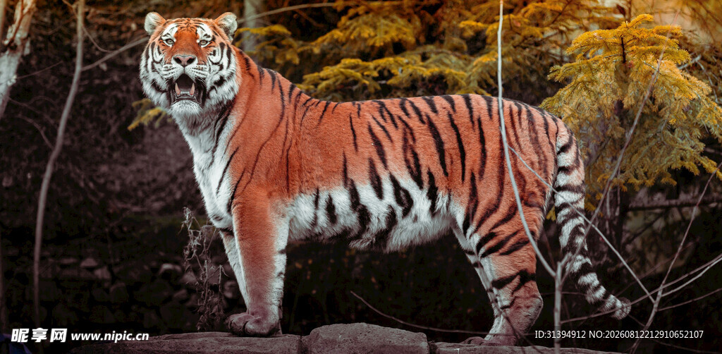 森林中的斑斓猛虎