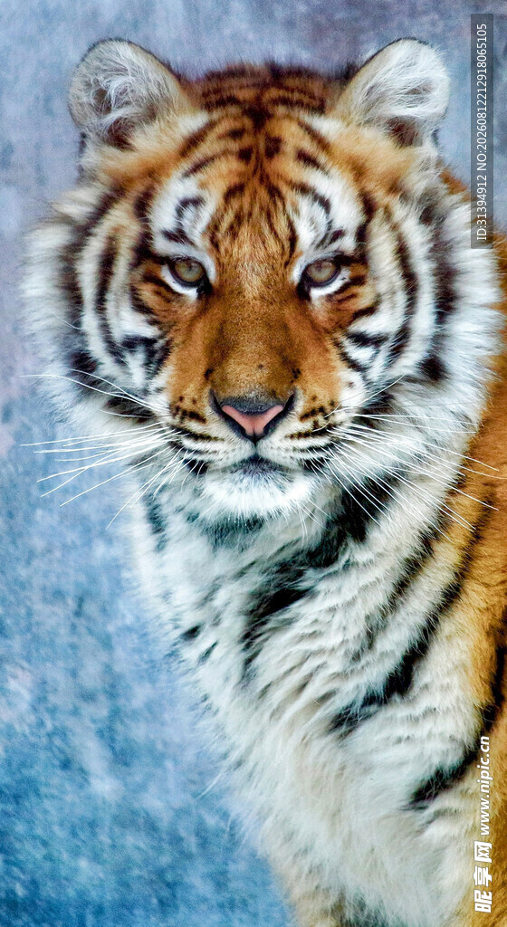 雪地中的威严老虎