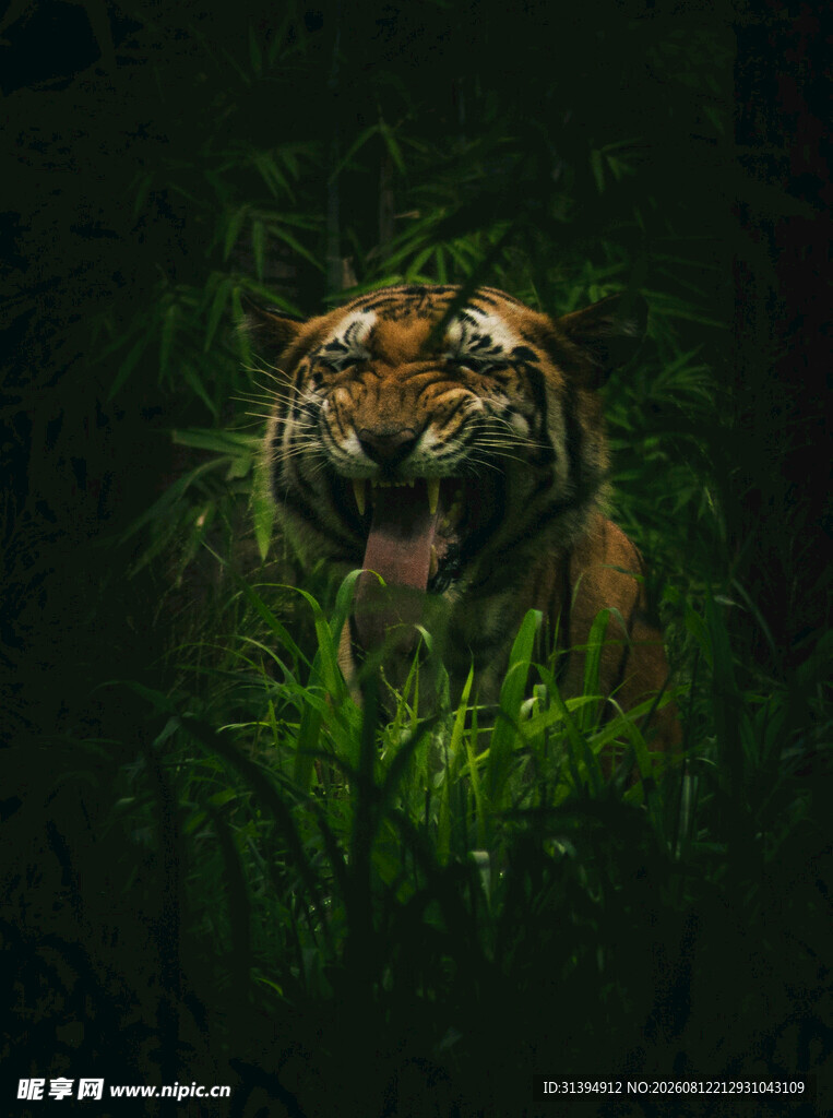 草丛中的凶猛老虎