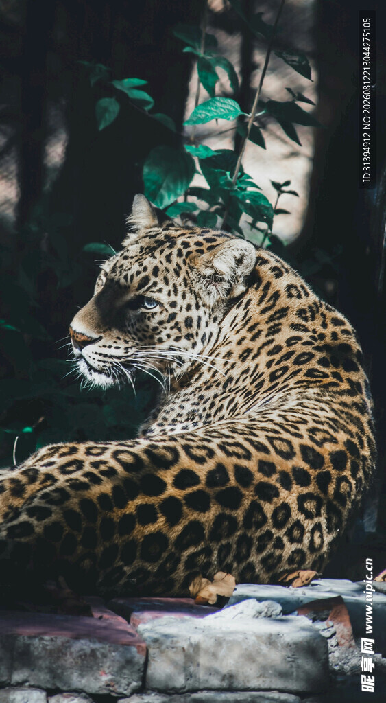丛林中的优雅猎豹