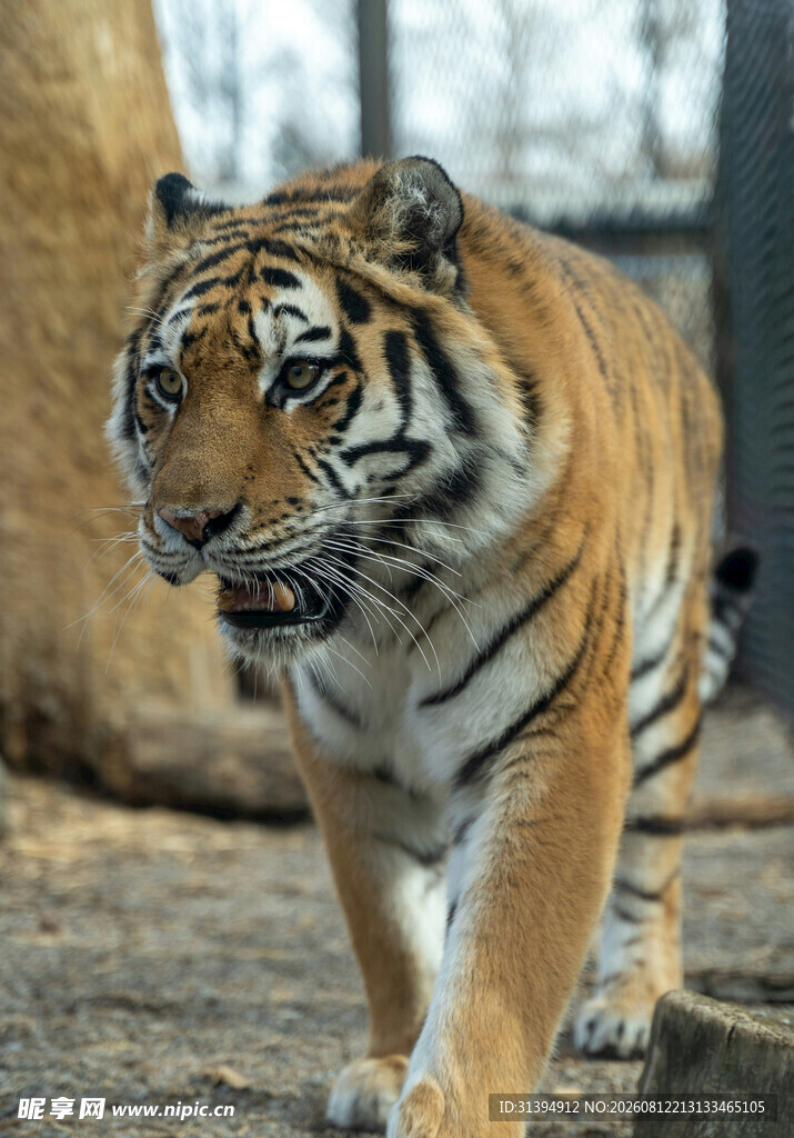 行走的斑斓猛虎