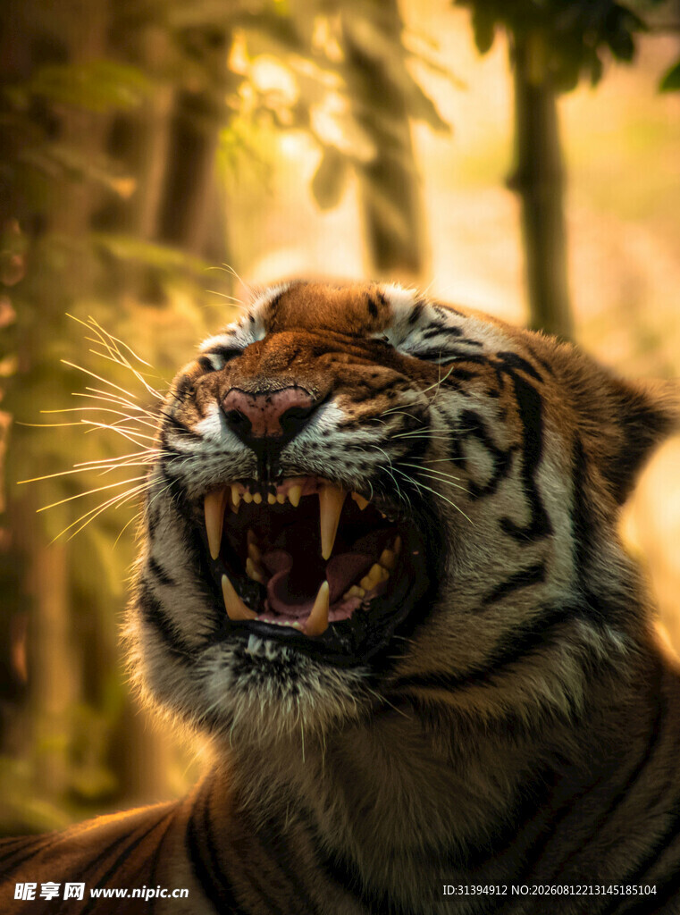 咆哮的猛虎