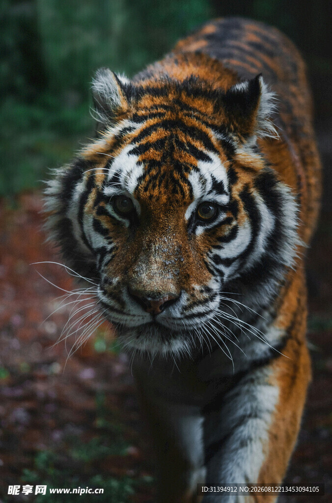 行走的斑斓猛虎
