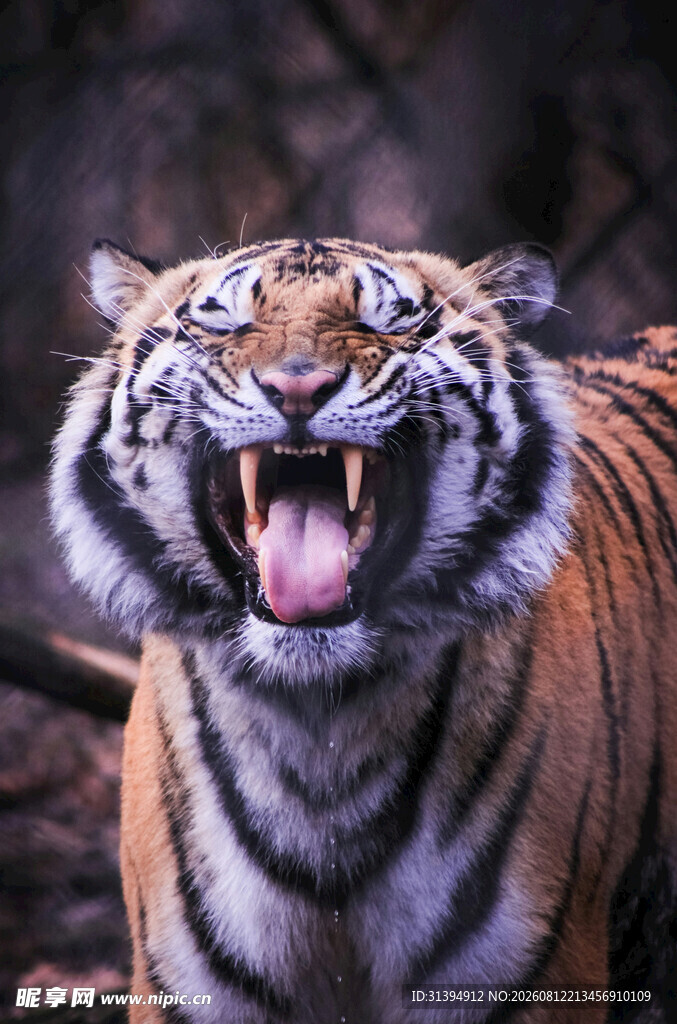 咆哮的猛虎
