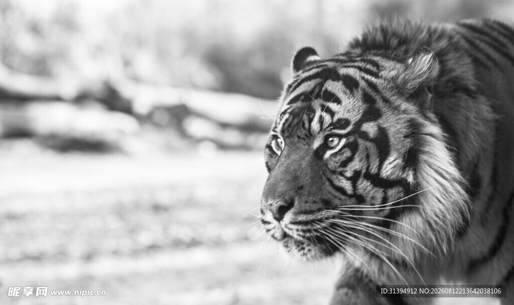 雪地独行的威猛老虎