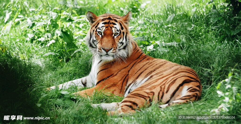草地上休憩的斑斓猛虎
