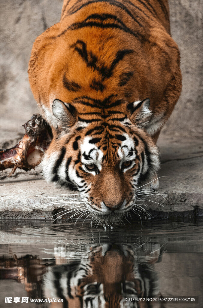 猛虎临水倒影尽显霸气