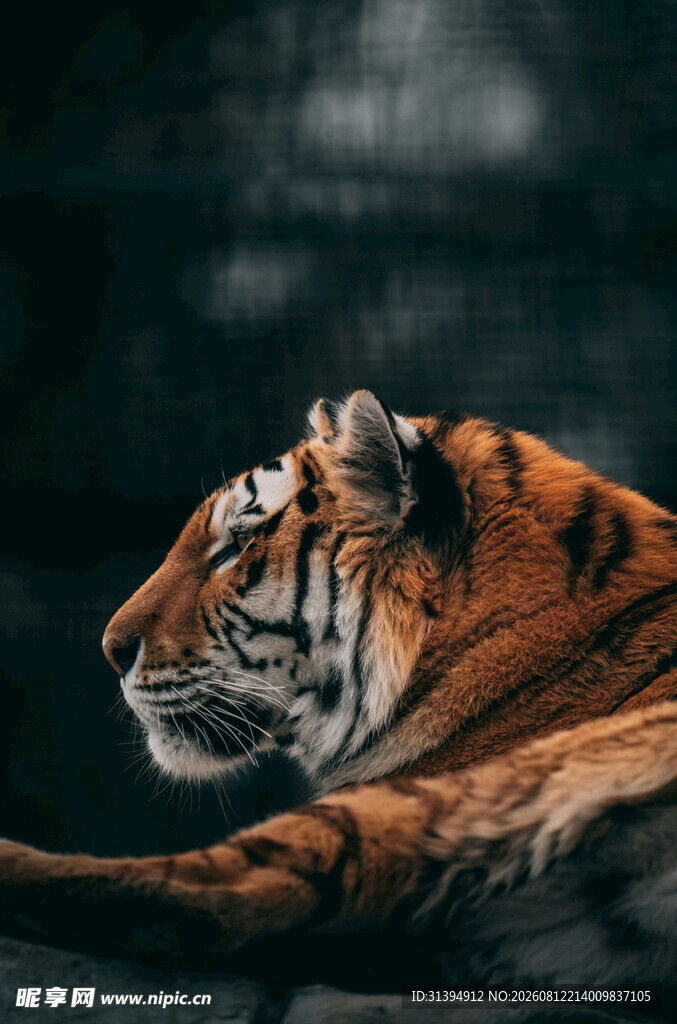 侧卧的斑斓猛虎
