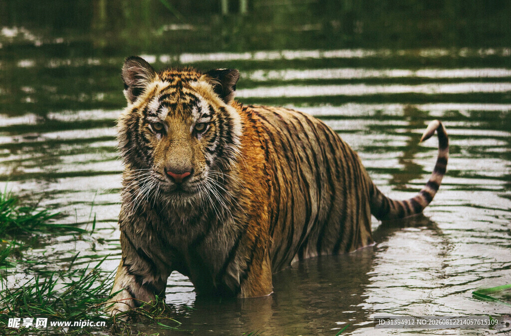 水中漫步的斑斓猛虎