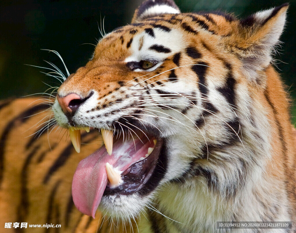 张嘴咆哮的威猛老虎