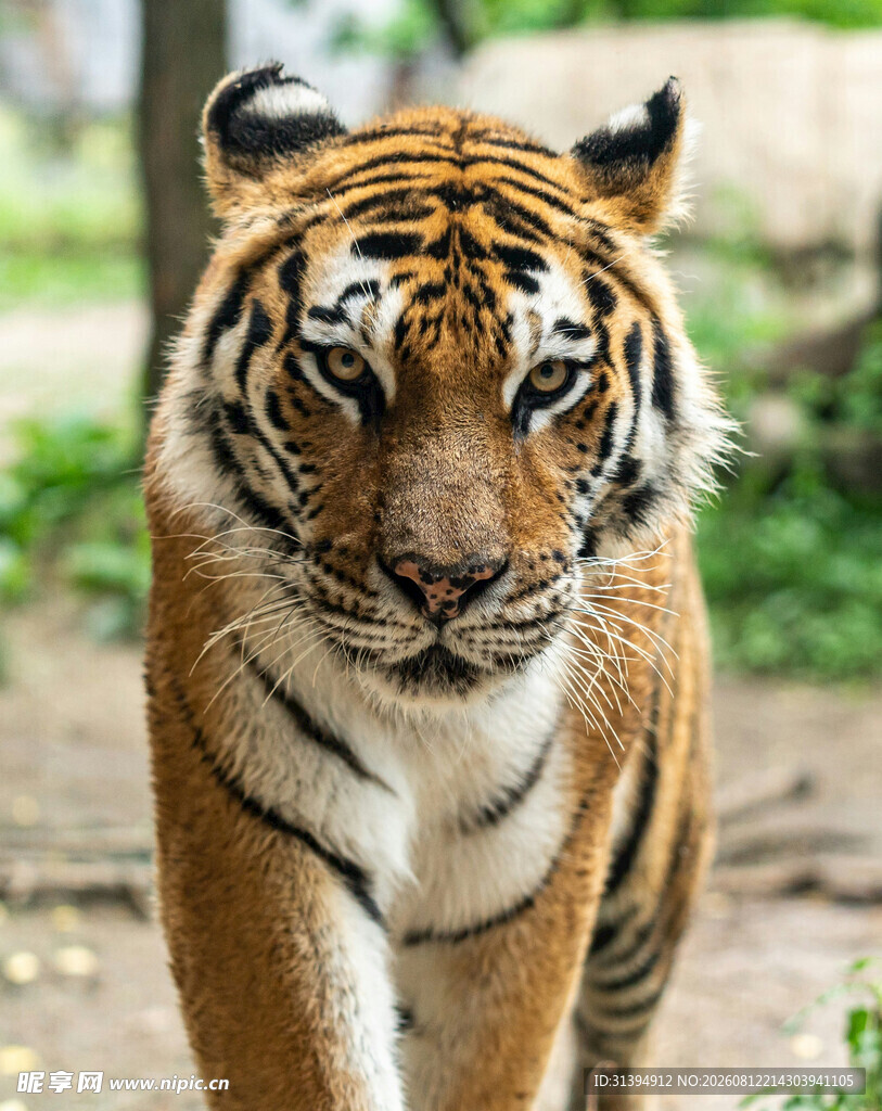 行走的斑斓猛虎
