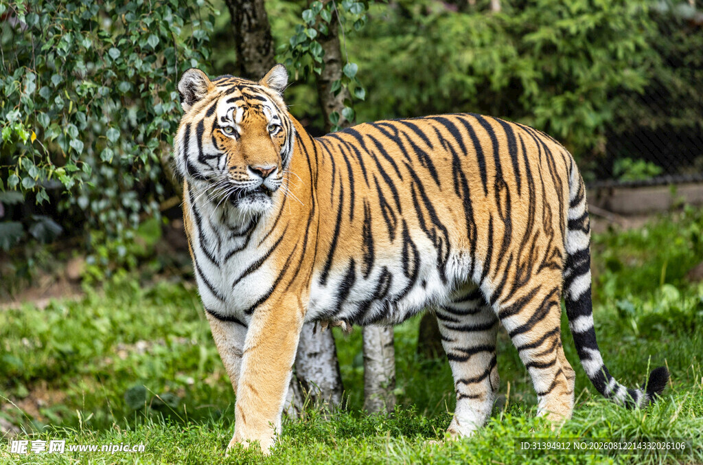 草原上的威武斑斓猛虎