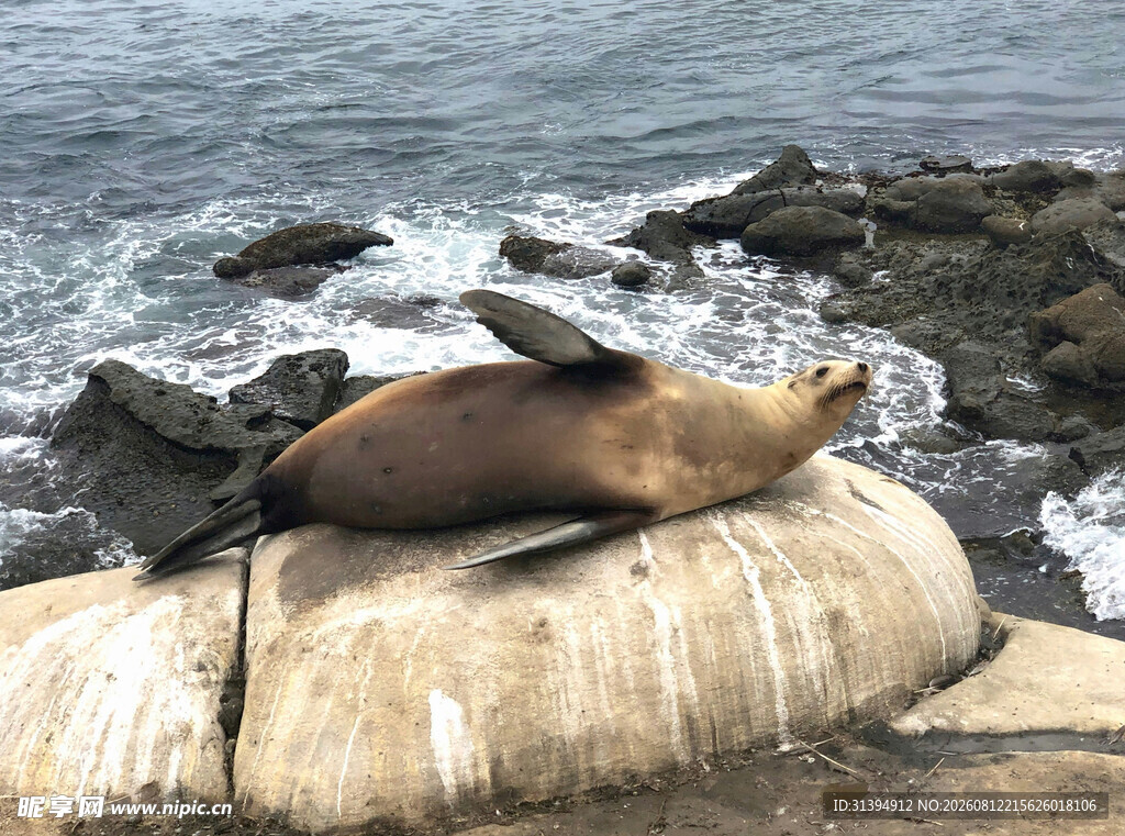 海狮休憩于海岸礁石上