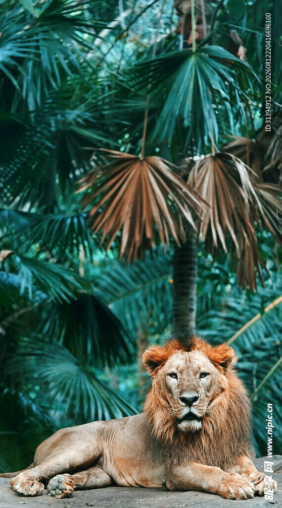 丛林中的雄狮