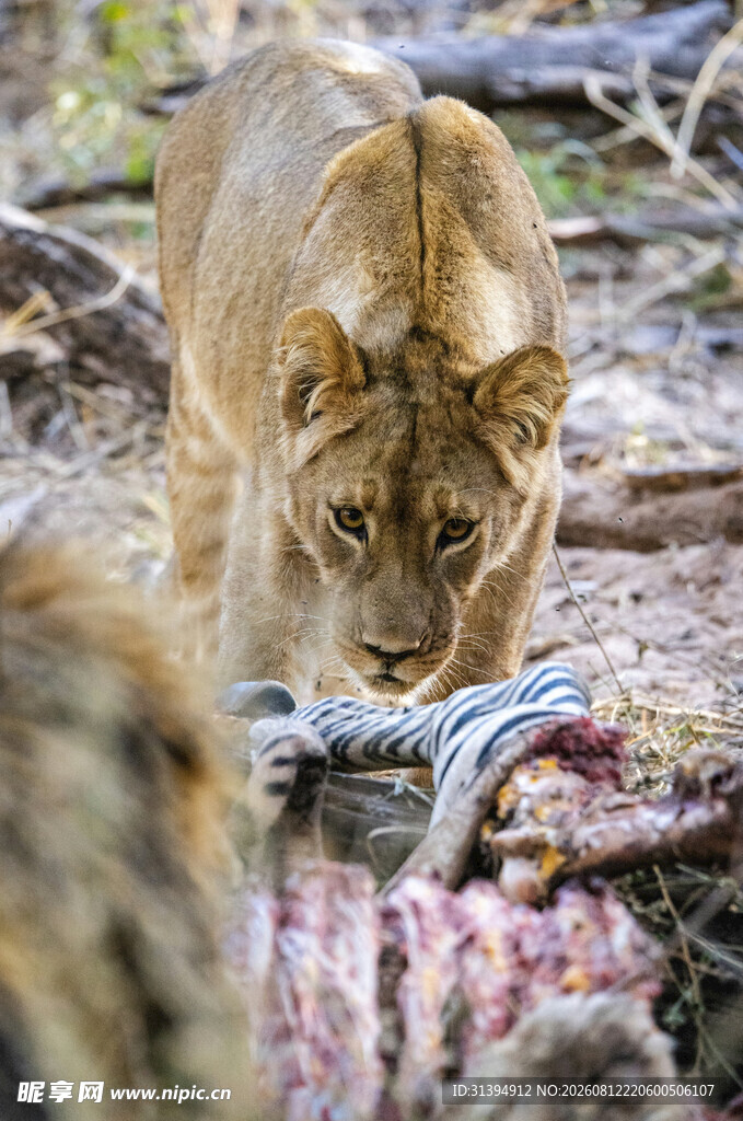 狮子进食猎物场景