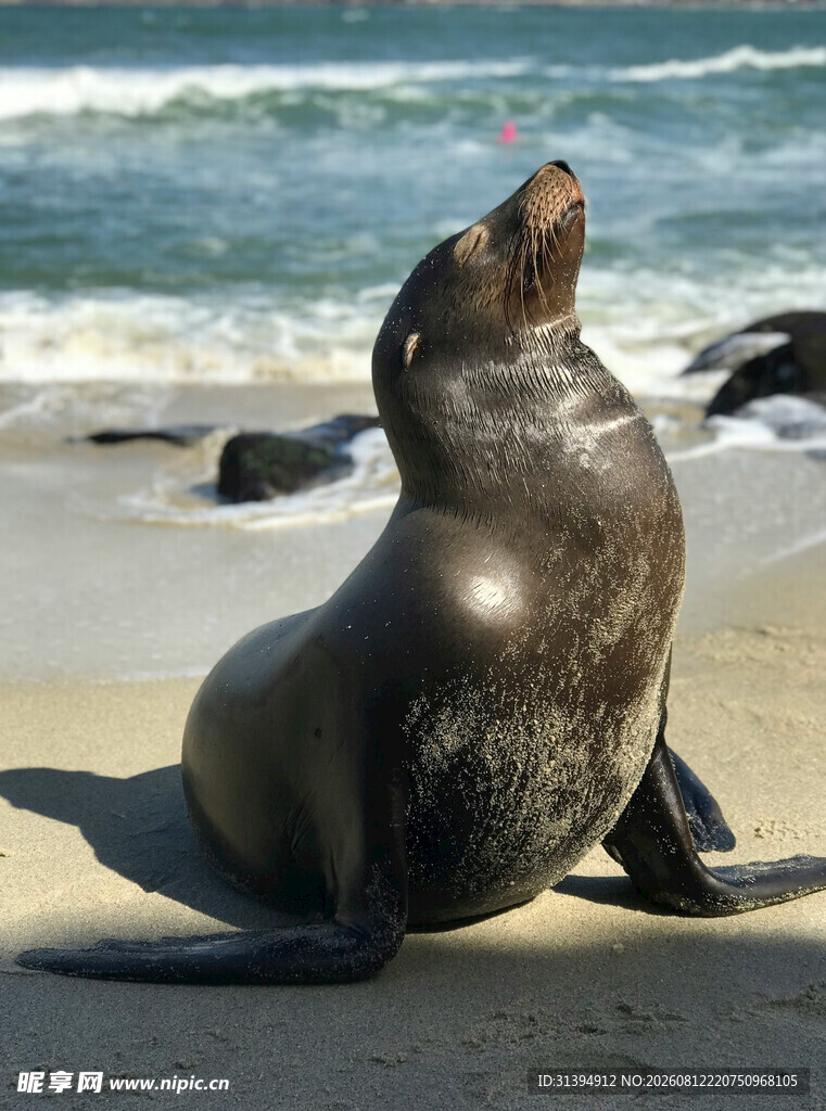沙滩上休憩的海狮
