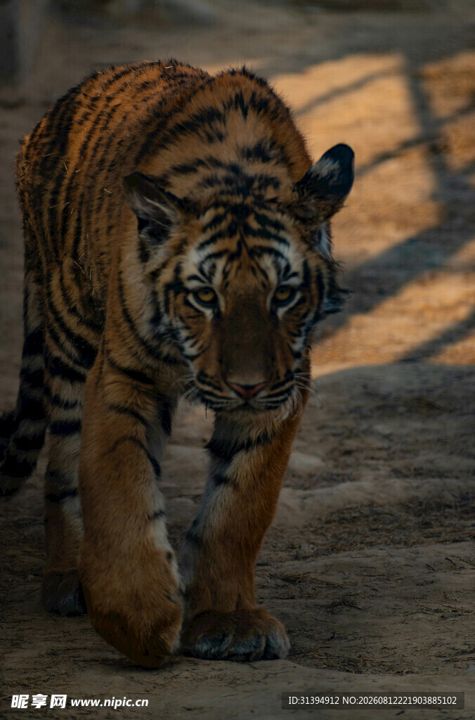 行走的斑斓猛虎