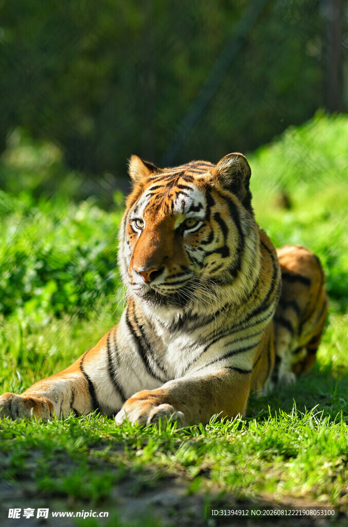 阳光下休憩的斑斓猛虎