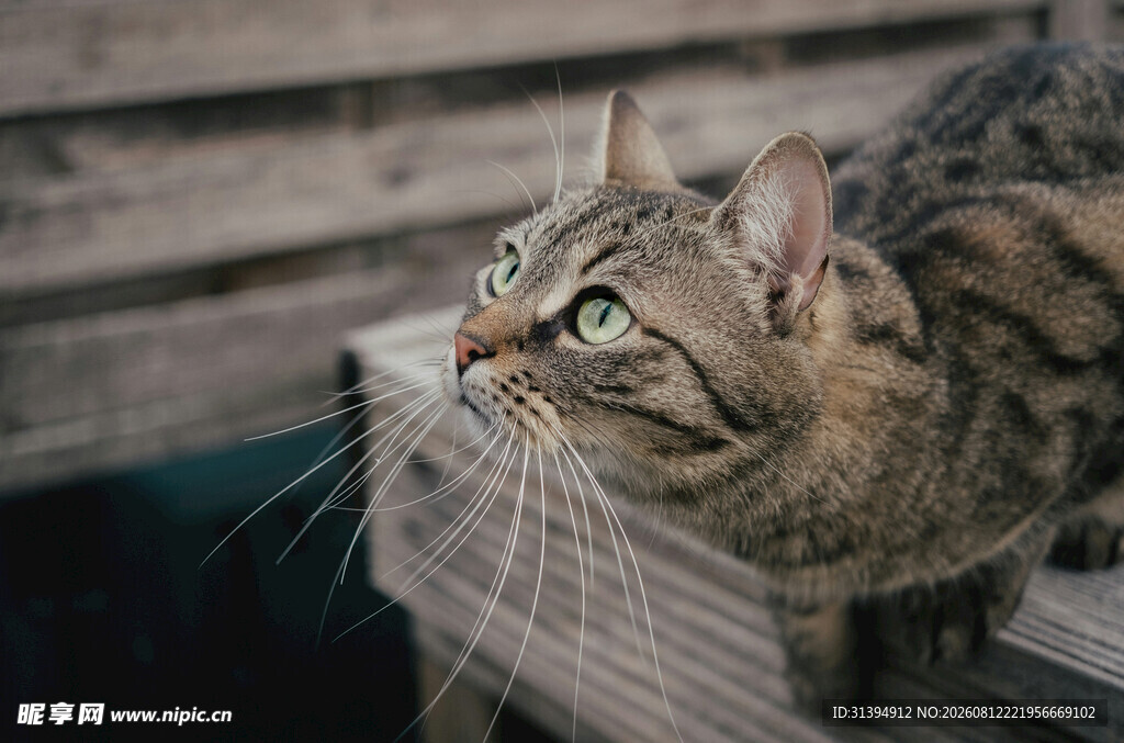 窗边狸花猫抬头凝望