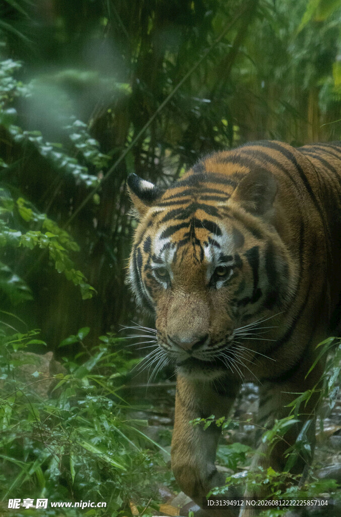 丛林中的威猛老虎