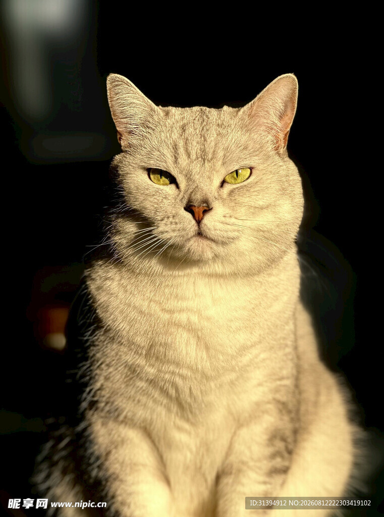 端坐的银灰猫咪