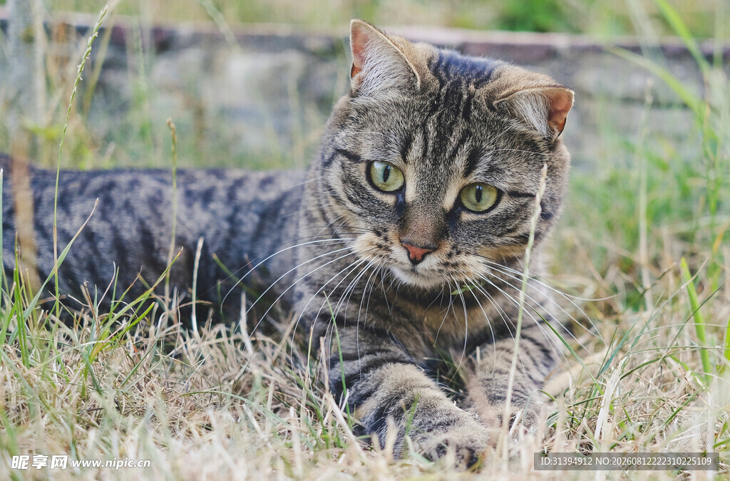 草地上的条纹猫咪