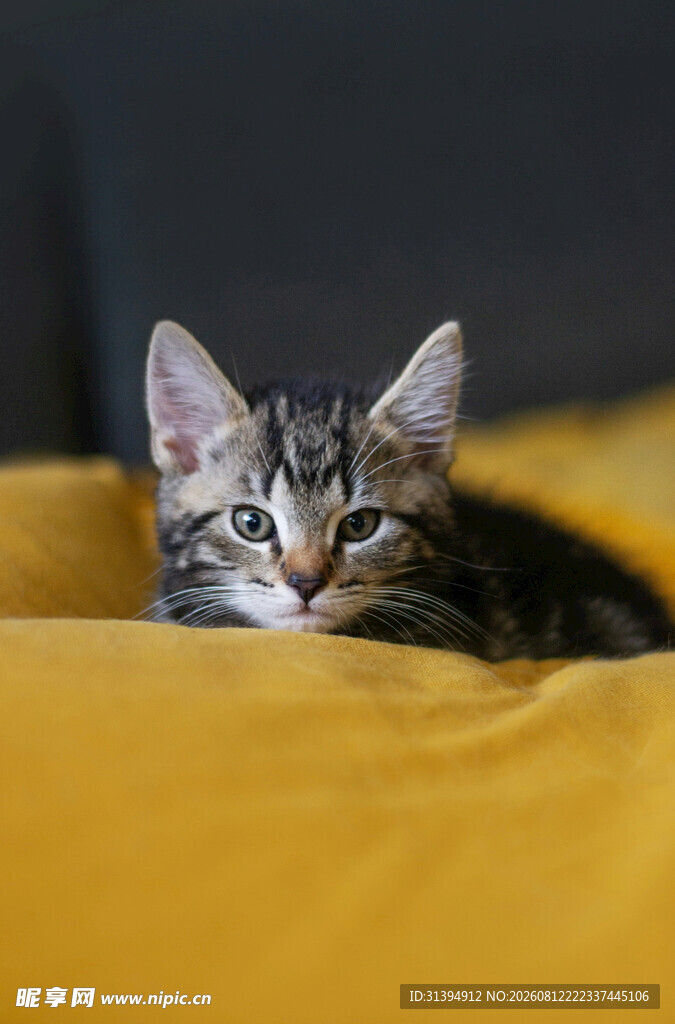小猫惬意躺于黄色垫子上