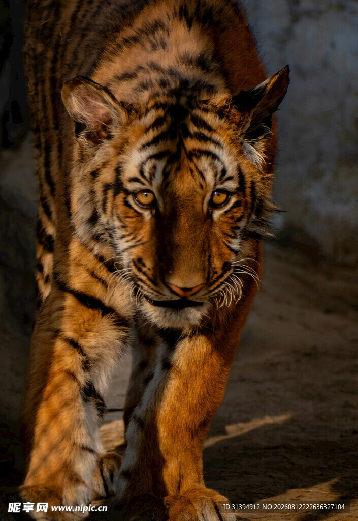 行走的斑斓猛虎
