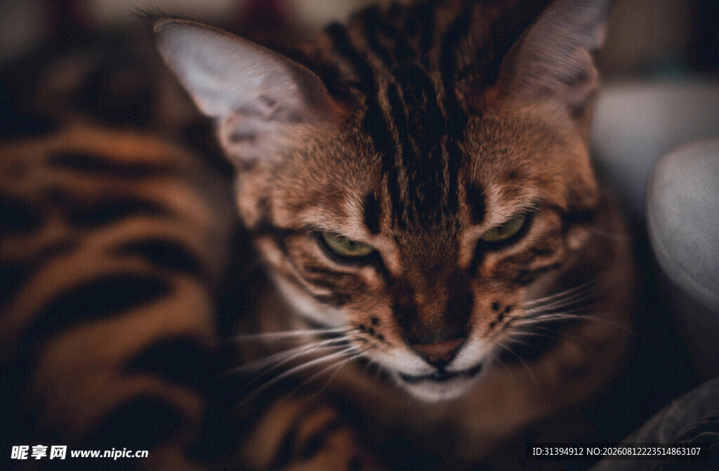 专注的豹纹猫