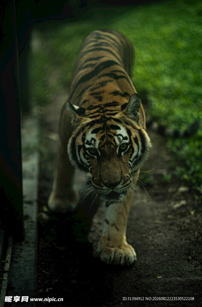 行走的斑斓猛虎