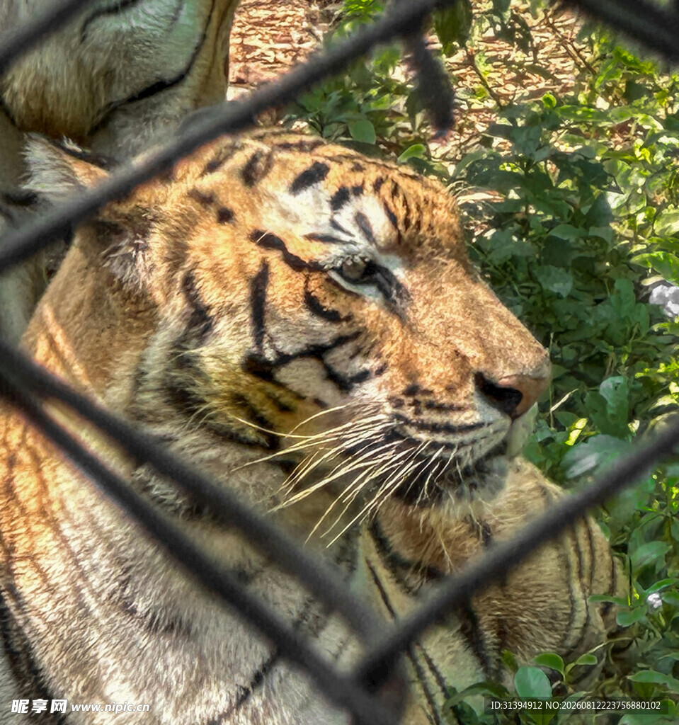 铁栏后的斑斓猛虎