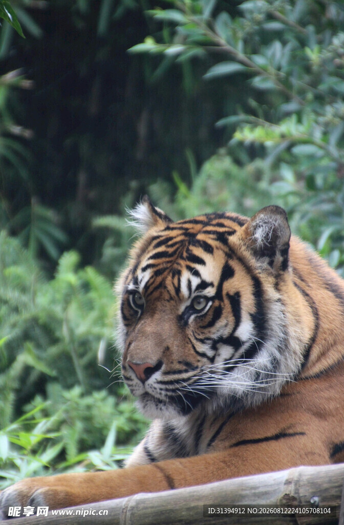 林中休憩的斑斓猛虎