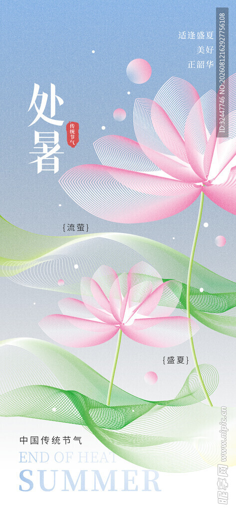 处暑时节荷花绽放图景