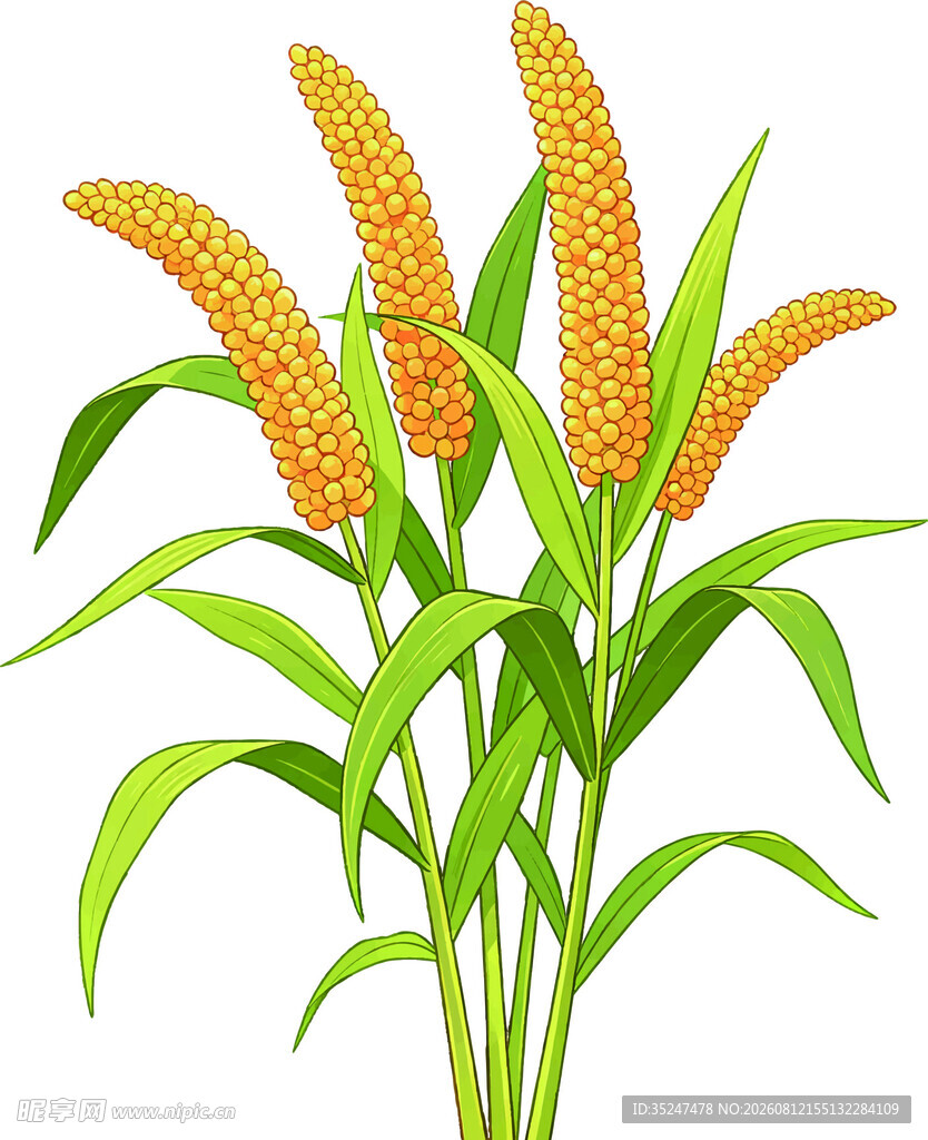 小米谷穗插画