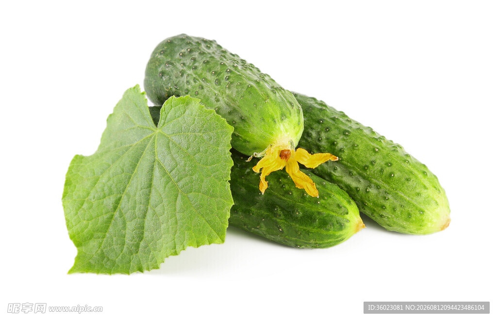 新鲜带花黄瓜翠绿欲滴