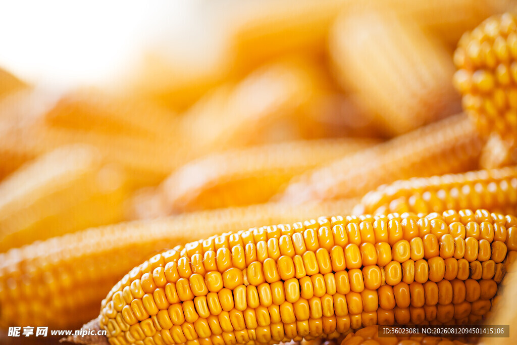 金黄饱满的新鲜玉米棒