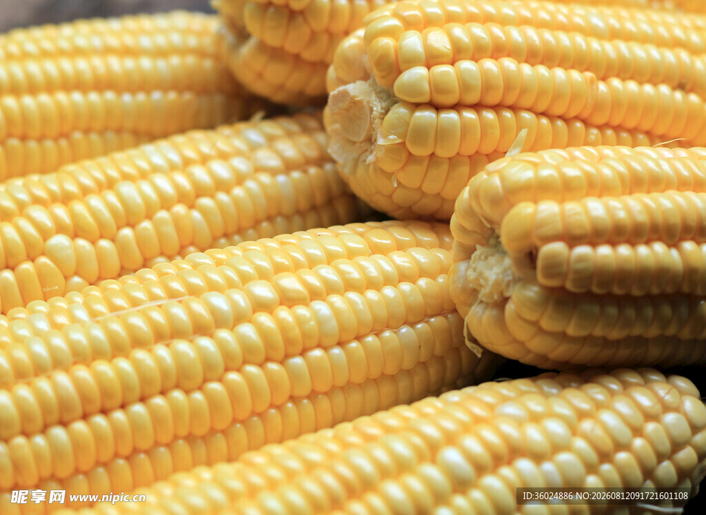 金黄饱满的新鲜玉米棒