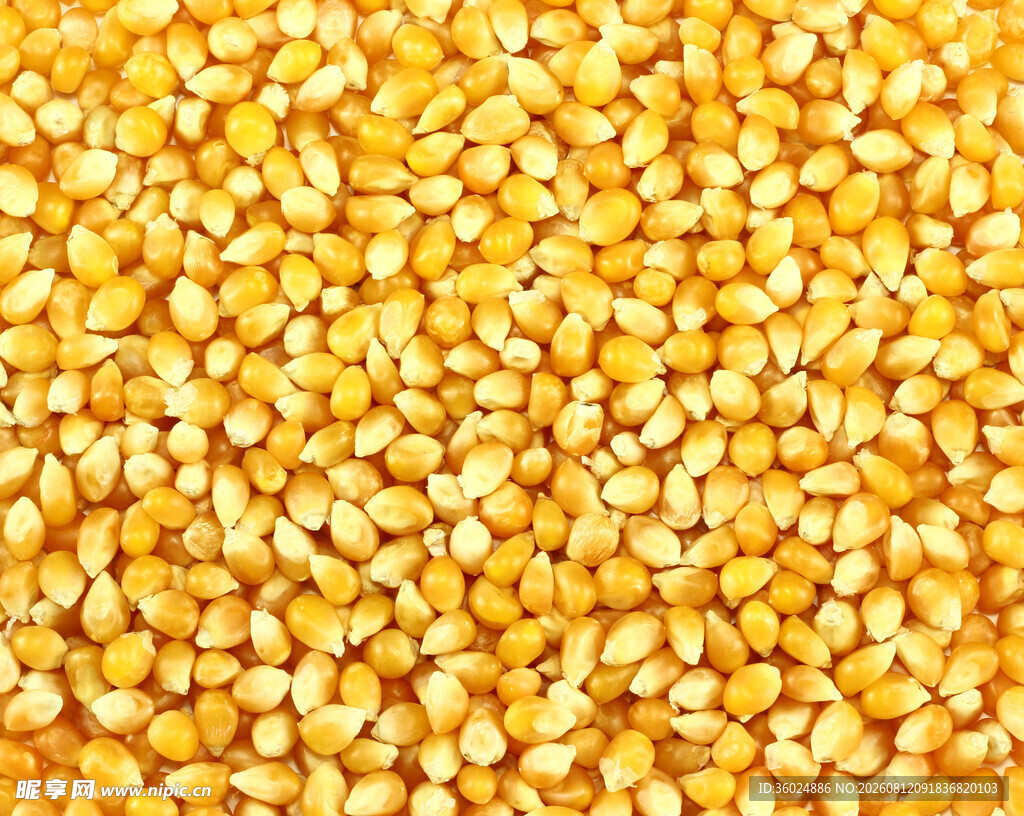 金黄玉米粒特写