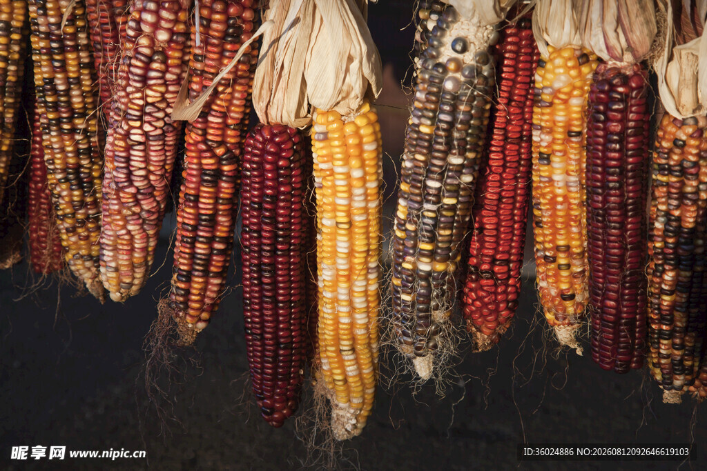 多彩玉米串悬挂展示
